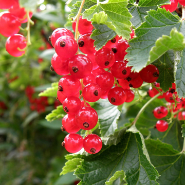 Currant Seeds – Red