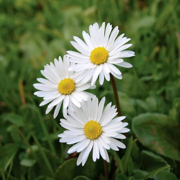 Santa Barbara Daisy Seeds – Mexican fleabane