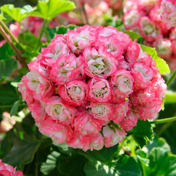 Geranium Seeds – Apple Blossom