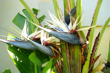 Strelitzia Seeds – Giant White Bird of Paradise