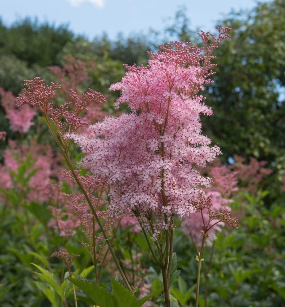 Queen of the Prairie Seeds – Perennial