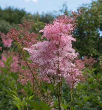 Queen of the Prairie Seeds – Perennial