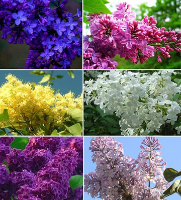 Lilac Seeds – Mixed