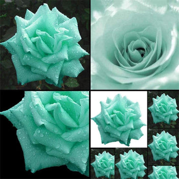 Rose  Seeds – Mint Green, Heirloom & GMO