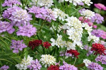 candytuft seeds  – Iberis Gibraltarica