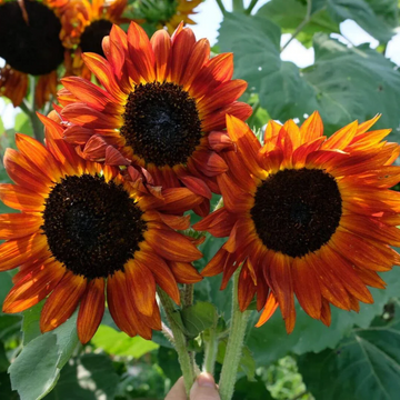 Sunflower Seeds – Bicolor