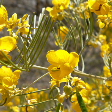 Cassia Seeds – Feathery