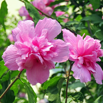 Pink Double Rose of Sharon Seeds – Hardy Shrub