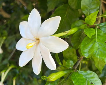 Gardenia Seeds – Thunbergia