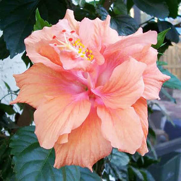 Hibiscus Flower Seeds – Double Pink Orange