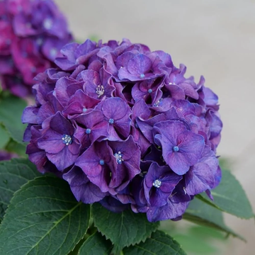 Hydrangea Seeds – Dark Purple
