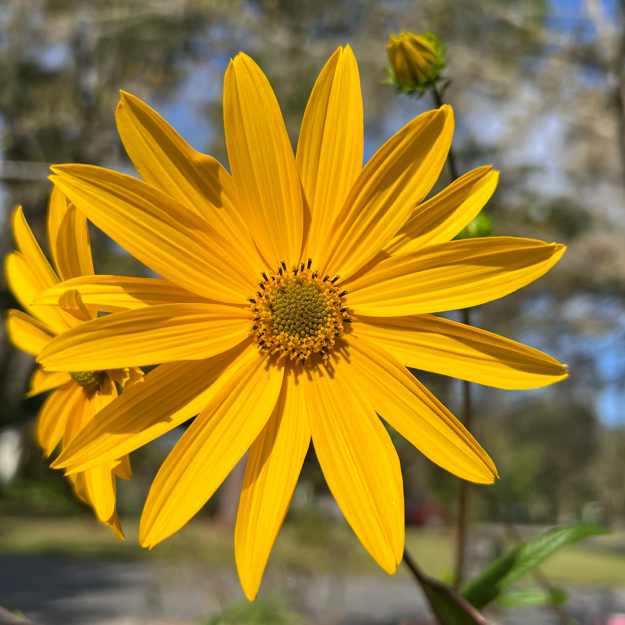 Swamp Sunflower Seeds – Hardy Perennial