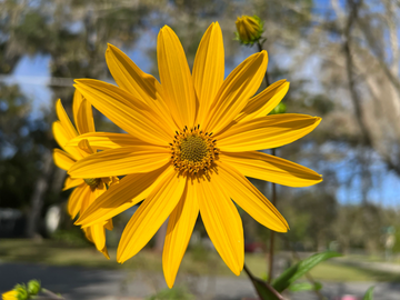 Swamp Sunflower Seeds – Hardy Perennial