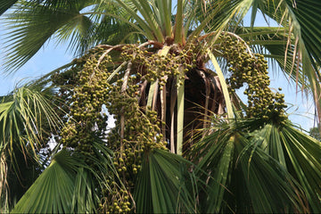 Brahea Armata Seeds