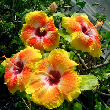 Hibiscus Seeds – Red Yellow