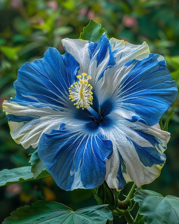 Hibiscus Seeds – Blue White