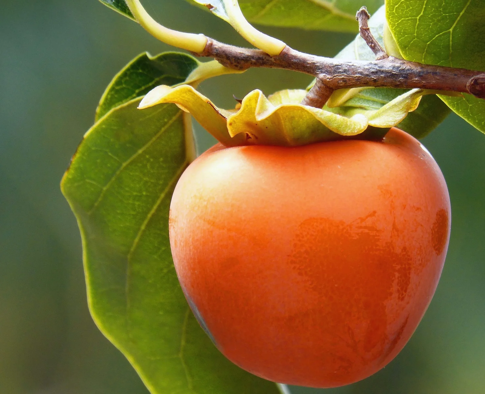 Persimmon Seeds - Sweet Italian