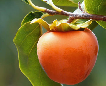 Persimmon Seeds - Sweet Italian