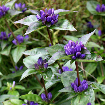 Gentian Seeds – Bottle