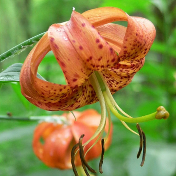 Lily Seeds – Orange Turk’s Cap