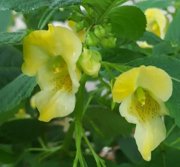Impatiens Scabrida Seeds – Rare Tropical