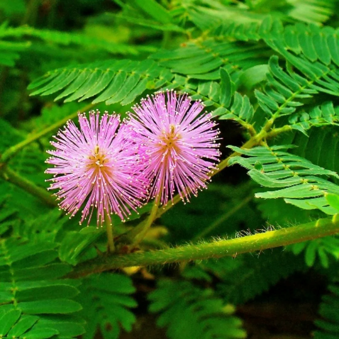 Mimosa Pudica Seeds – Sensitive Plant