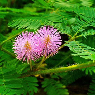 Mimosa Pudica Seeds – Sensitive Plant