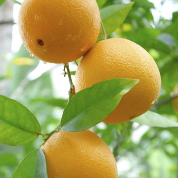 Orange Seeds – Hardy