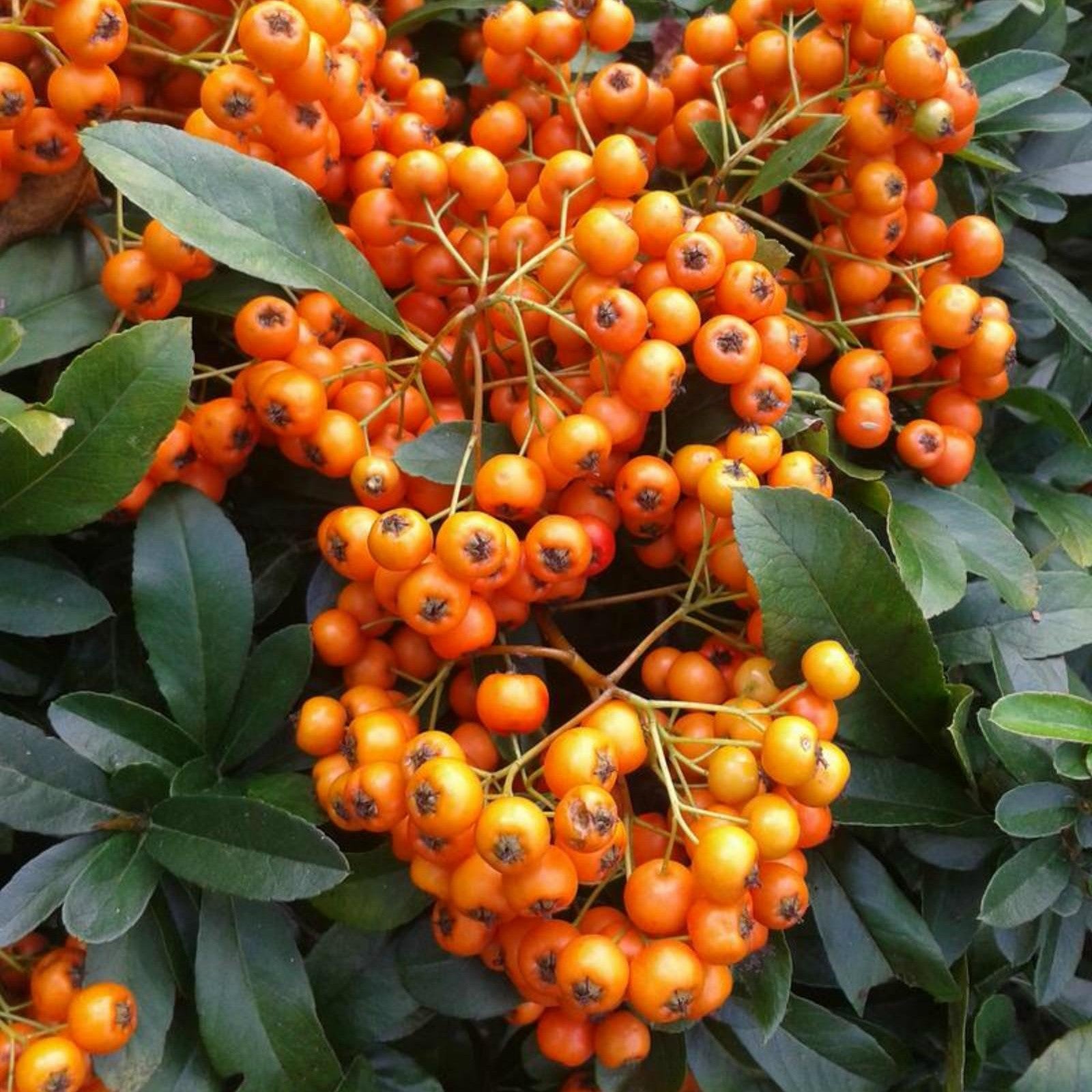 Pyracantha Seeds – Scarlet Firethorn