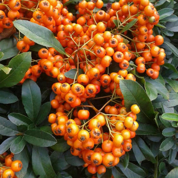 Pyracantha Seeds – Scarlet Firethorn