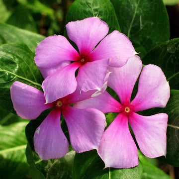Periwinkle Seeds – Annual Blooms