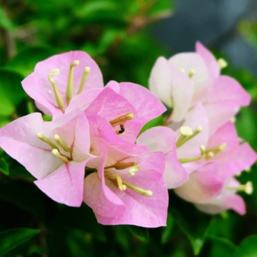 Bougainvillea Seeds – Light Pink