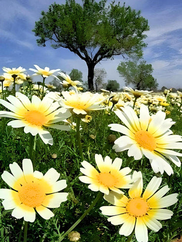 Garland Chrysanthemum Seeds – Heirloom, Garden Favorite