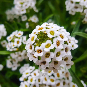 Alyssum Seeds – Sweet