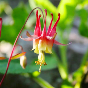 Columbine Seeds – Double Orange Yellow