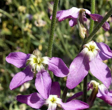 Stock Seeds – Evening Scented