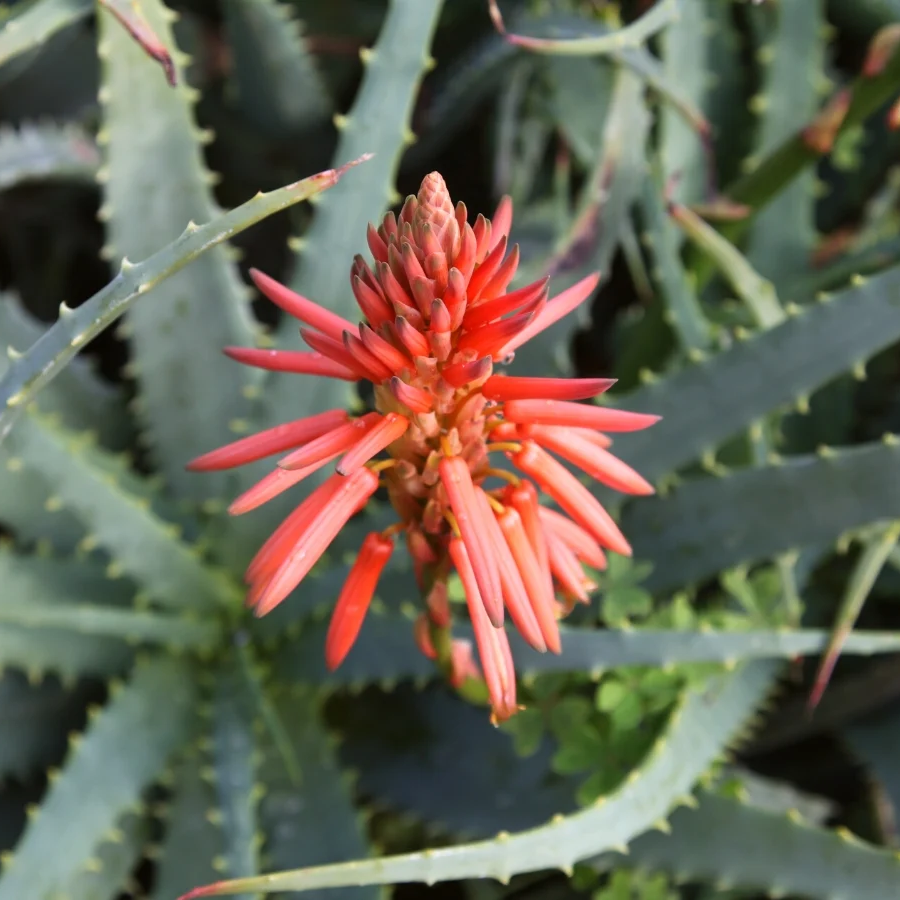 Aloe Vera Seeds – Succulent Plant