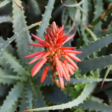 Aloe Vera Seeds – Succulent Plant