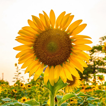 Sunflower Seeds – Giant Titan