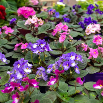 African Violet Seeds – Mixed Colors