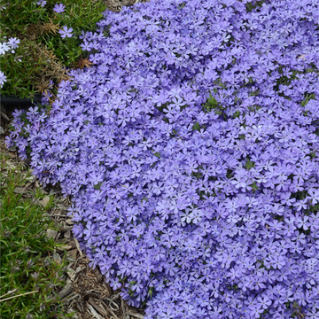 Phlox Seeds – Violet