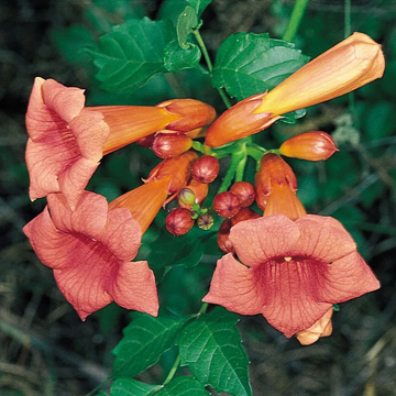 Scarlet Trumpet Vine Seeds – Climbing