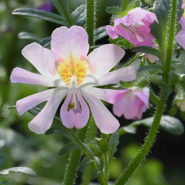Schizanthus Seeds – Poor Man's Orchid