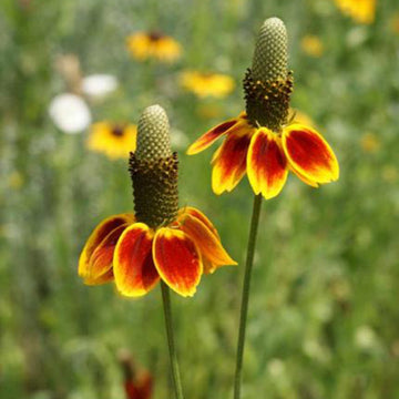 Mexican Hat Seeds – Perennial Wild
