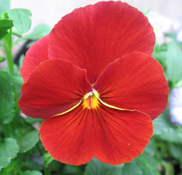 Pansy Seeds – Red
