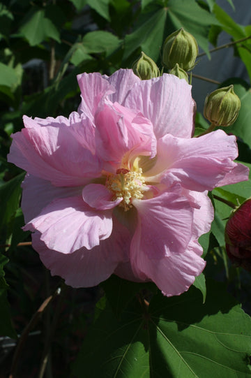 Hibiscus Mutabilis Seeds – Double Confederate Rose