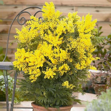 Golden Mimosa Seeds – Perennial Ornamental Blooms