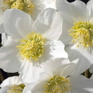 Christmas Rose Seeds – Winter Bloom