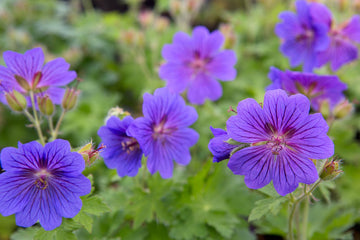 Geranium Seeds – Hardy Cranesbill