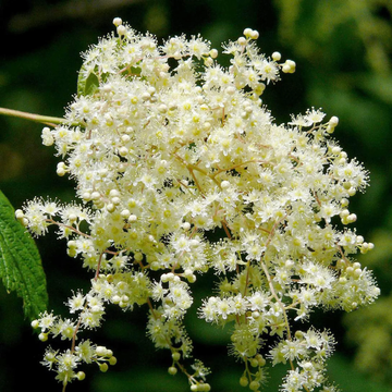 Holodiscus Discolor Seeds - Native Shrub
